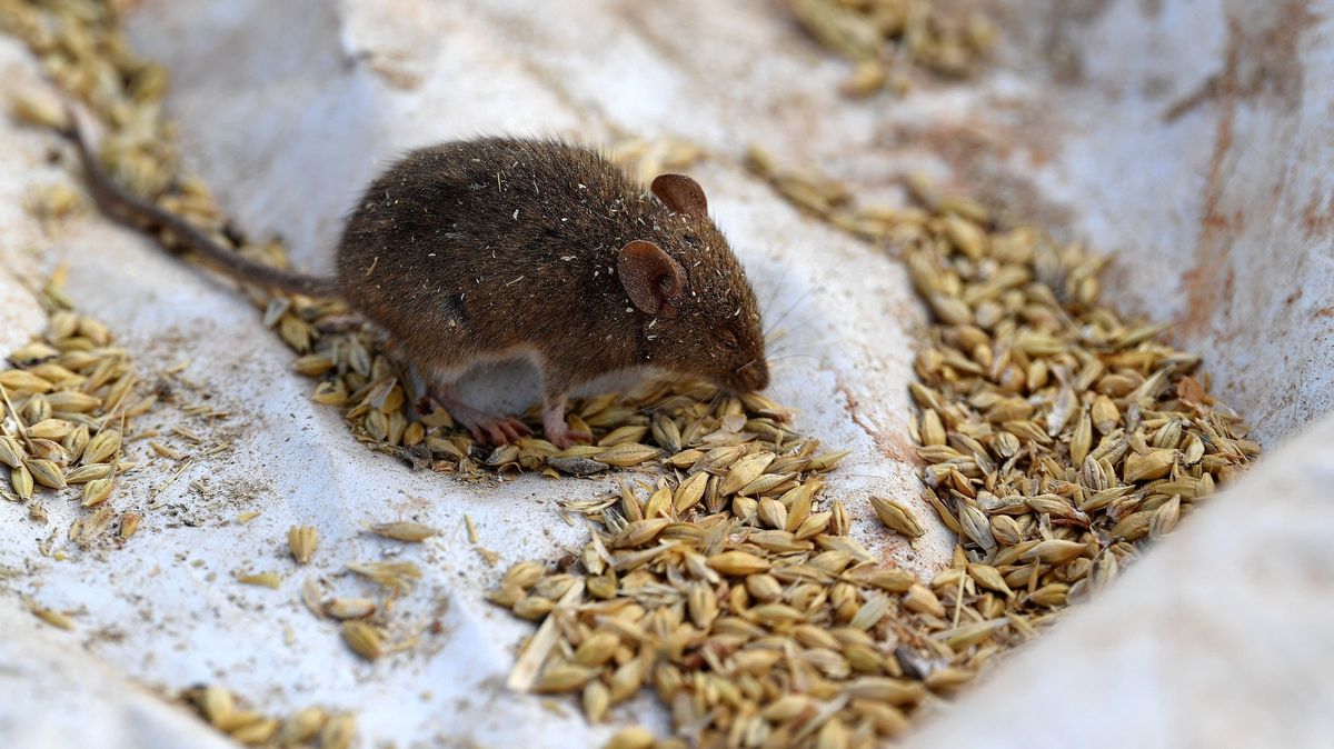 Austrálii trápí přemnožené myši a aktivní hadi. Museli evakuovat i věznici